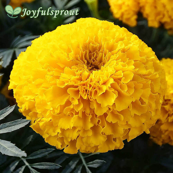 Bright yellow marigold seeds