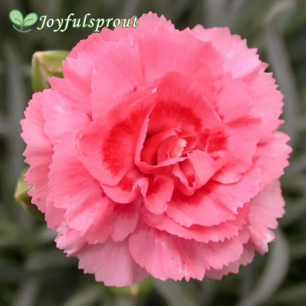 Dianthus SCENT FIRST Tall Romance