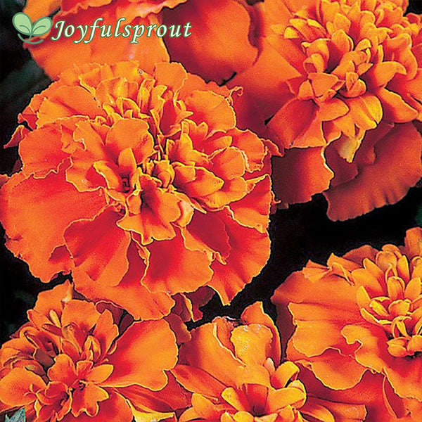 Janie Deep Orange Marigold Seeds