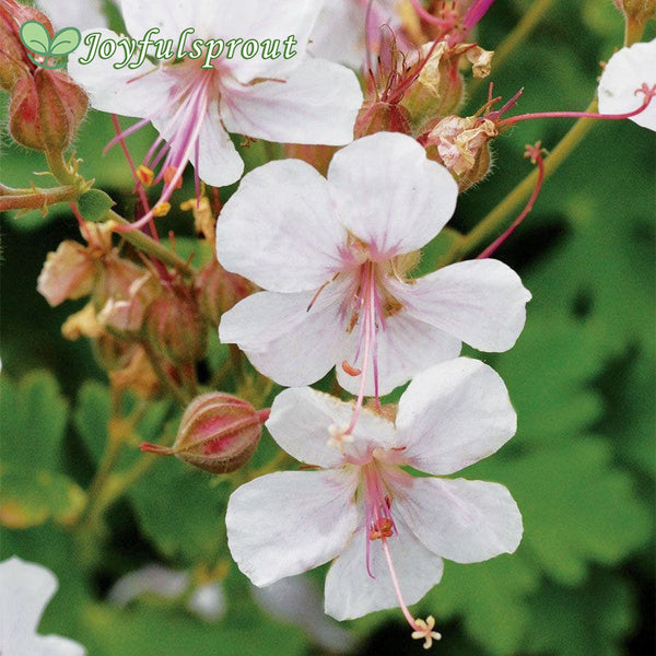 Geranium 'Karmina' Seeds