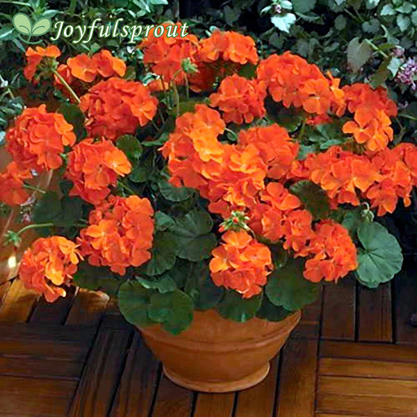 Maverick Orange Geranium Seeds