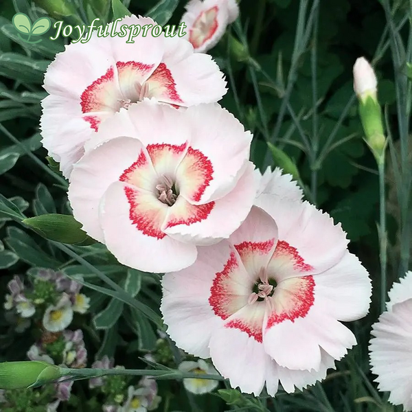 Dianthus American Pie Georgia Peach Pie