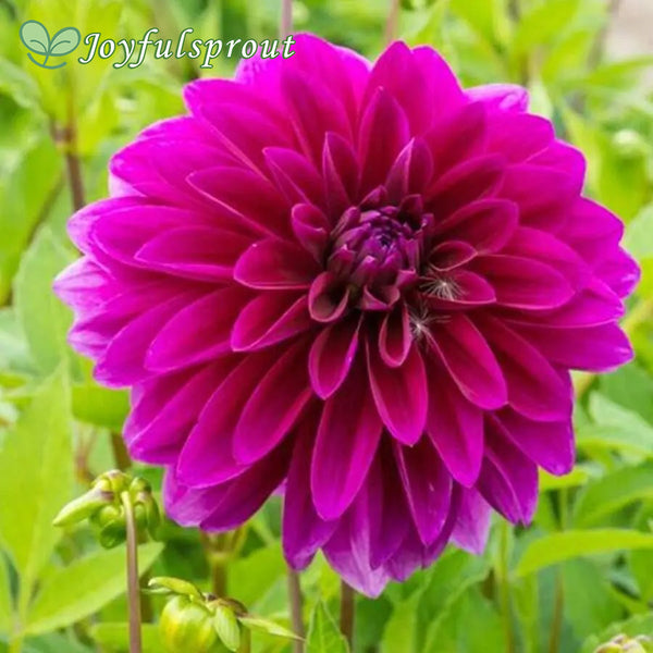 'Le Baron' Dahlia Seeds