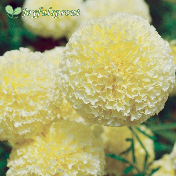 'White Swan' Marigold Seeds