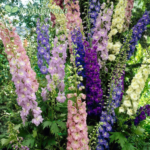 Delphinium Giant Cottage Style Mixed Larkspur Seeds