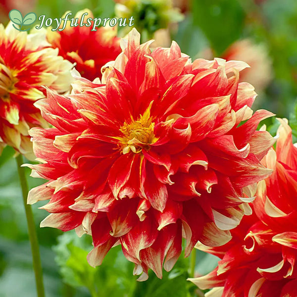 Dahlia Holland Festival Decorative Dahlia Seeds