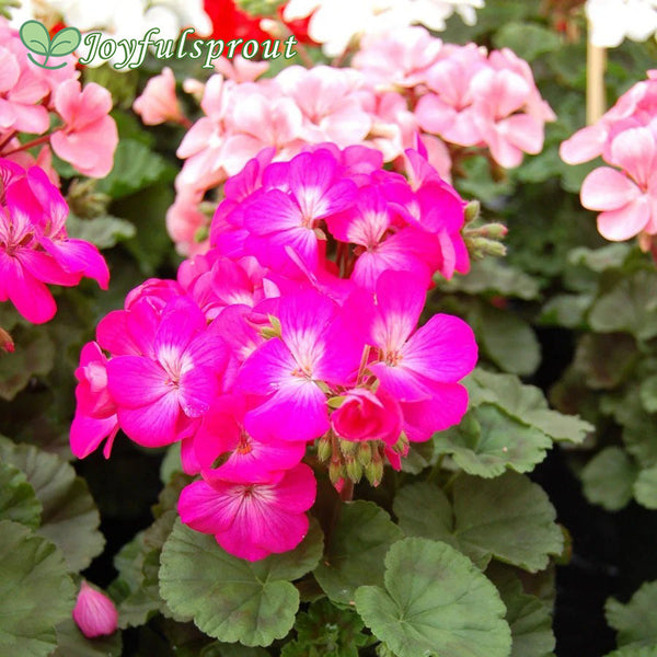 Geranium Nano Deep Rose Seeds