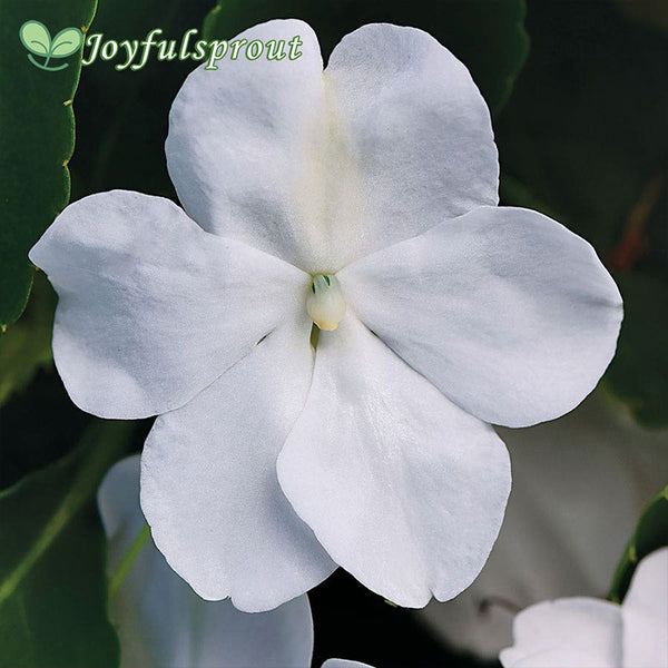Beacon White Hybrid Impatiens Seeds