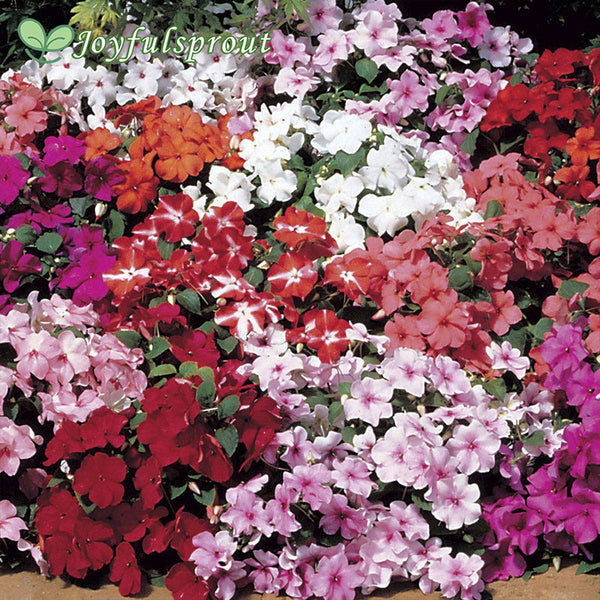 Accent Mix Hybrid Impatiens Seeds