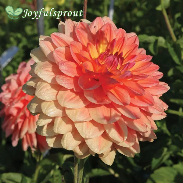 Dahlia 'Ace Summer Sunset' Seeds