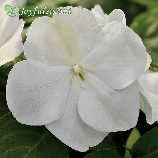 Xtreme White Hybrid Impatiens Seeds