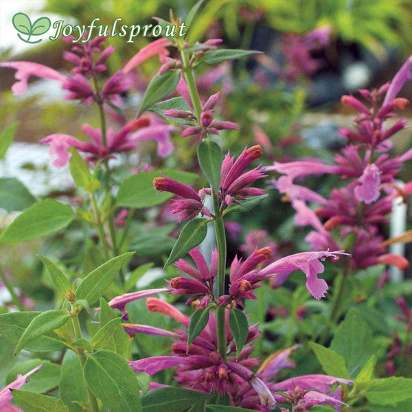 Agastache 'Rosie Posie' Hyssop Seeds