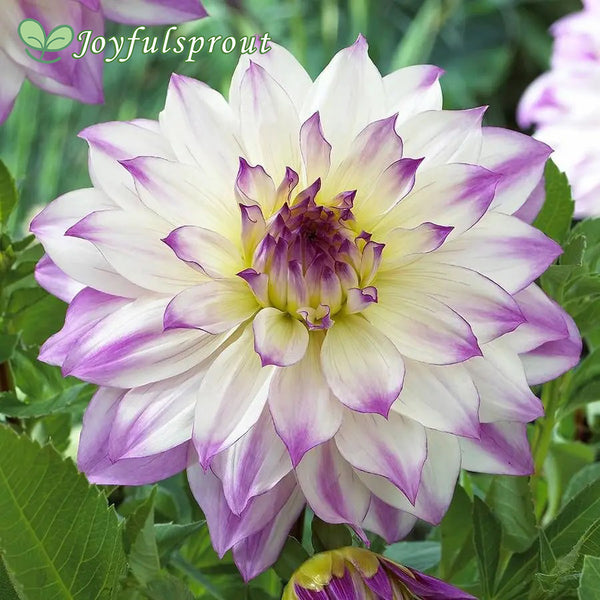 'Ferncliff Inspiration' Dahlia Seeds