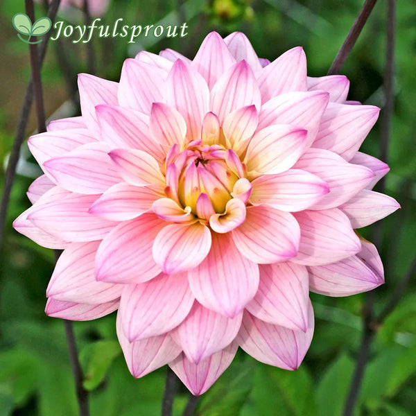 Dahlia Karma Prospero Decorative Dahlia Seeds