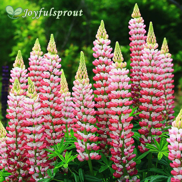 Russell Lupine Seeds - Chatelaine