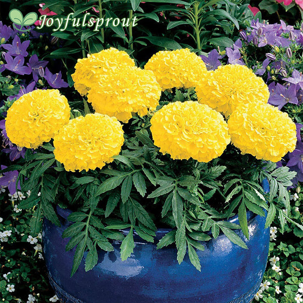Antigua Yellow Hybrid Marigold Seeds
