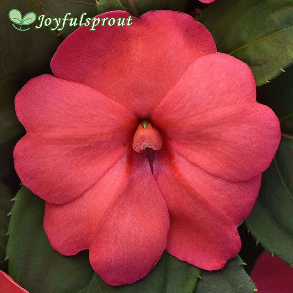 Solarscape XL Salmon Glow Interspecific Impatiens Seeds