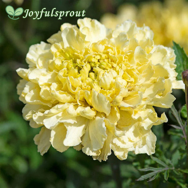 Sugar & Spice White Marigold Seeds