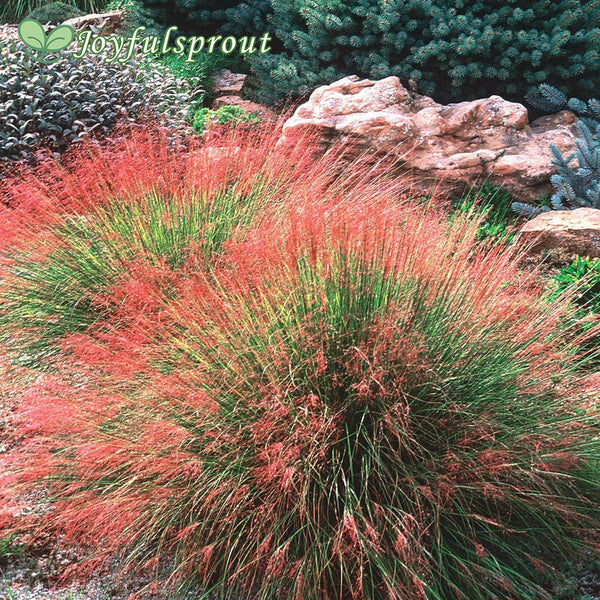 Undaunted Ruby Muhly Grass Seeds