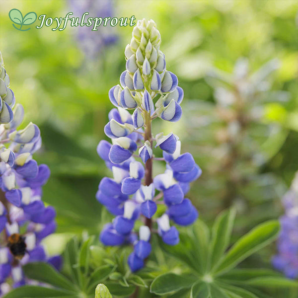 Russell Lupine Seeds - The Governor