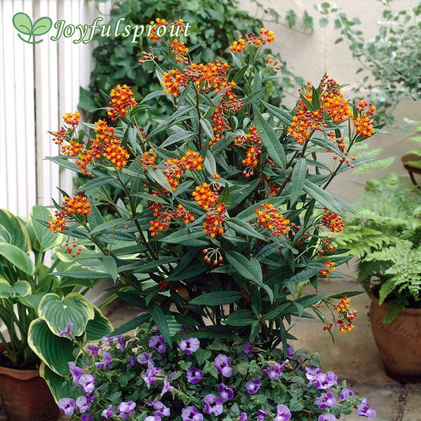 Asclepias Gay Butterfly Milkweed Seeds