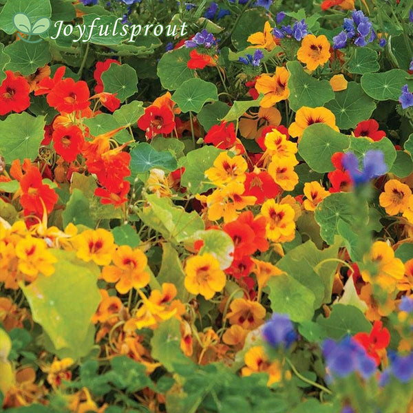 'Dwarf Compact Mixed' Nasturtium Seeds
