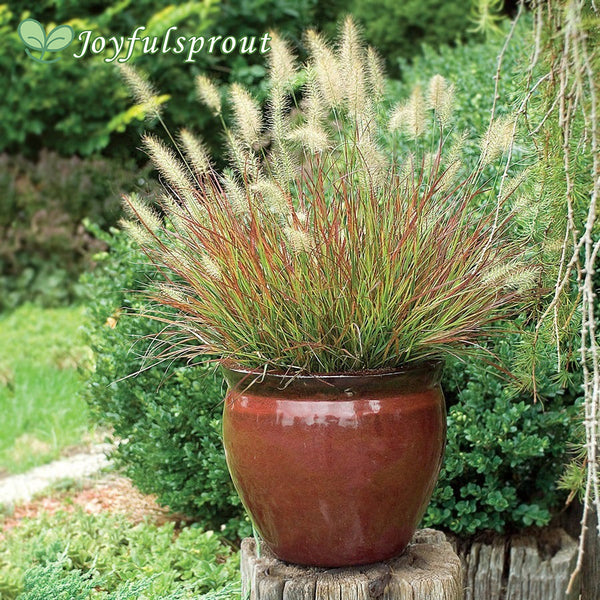 Burgundy Bunny Fountain Grass Seeds
