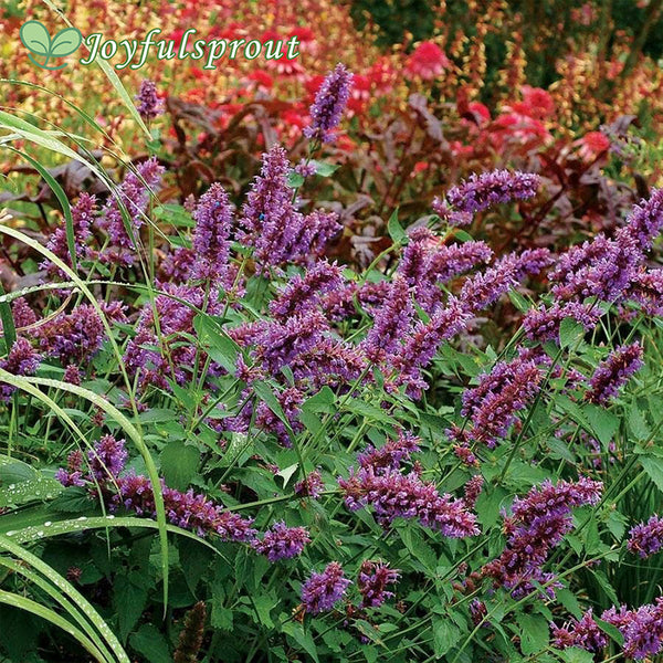 Agastache 'Blue Boa' Hyssop Seeds