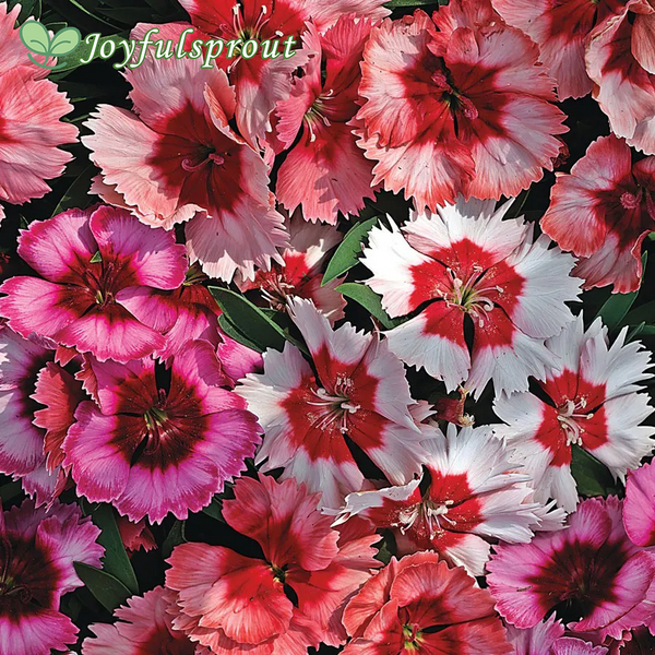 Super Parfait Mix Dianthus Seeds