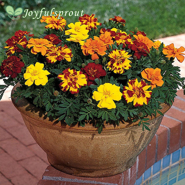 Durango Outback Mix Marigold Seeds