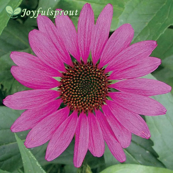 Echinacea 'Magnus' Coneflower Seeds