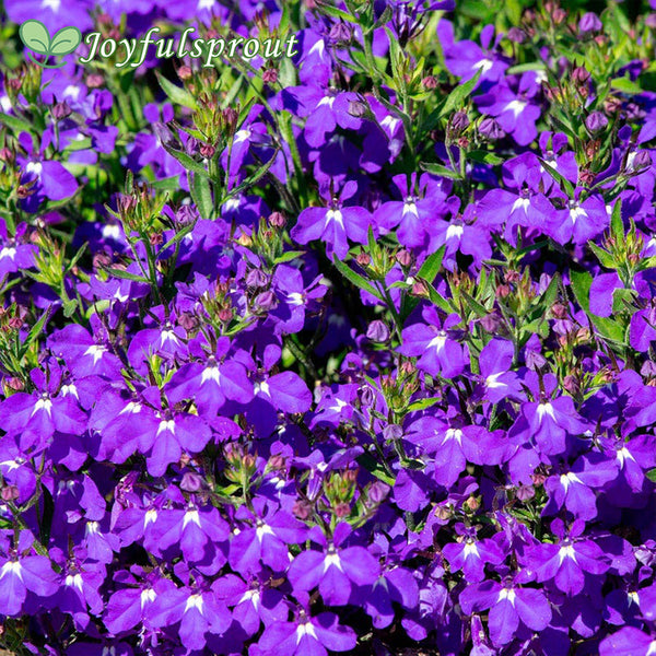Crystal Palace Lobelia Seeds