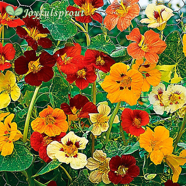 Jewel of Africa Nasturtium Seeds