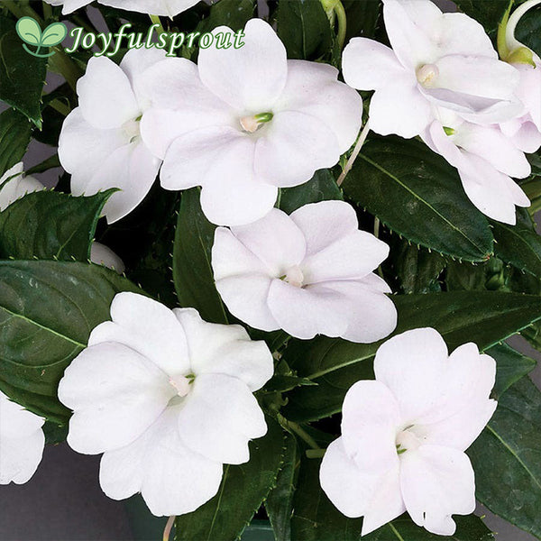 SunPatiens Compact White Seeds