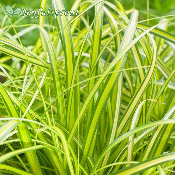 Carex EverColor 'Eversheen' Japanese sedge
