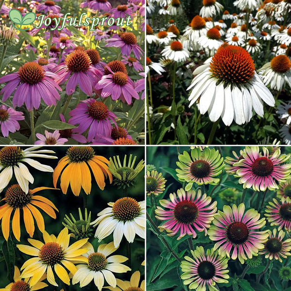 Park's Top Coneflower Seed Collection