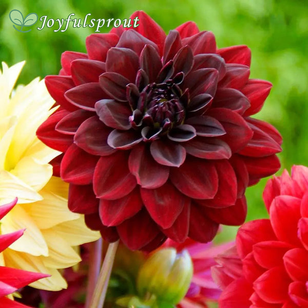 Dahlia 'Arabian Night' Seeds