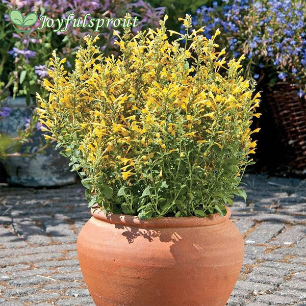 Agastache Arizona Sun Hyssop Seeds