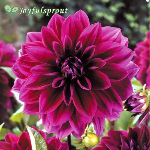 Dahlia 'Thomas Edison' Seeds
