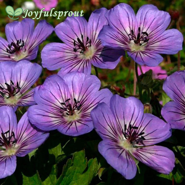 Geranium 'Havana Blues' Seeds