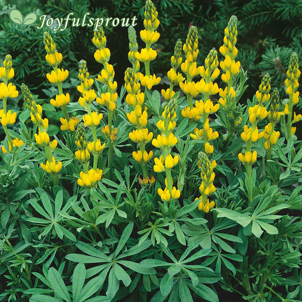 Annual Lupine Seeds - Golden Yellow