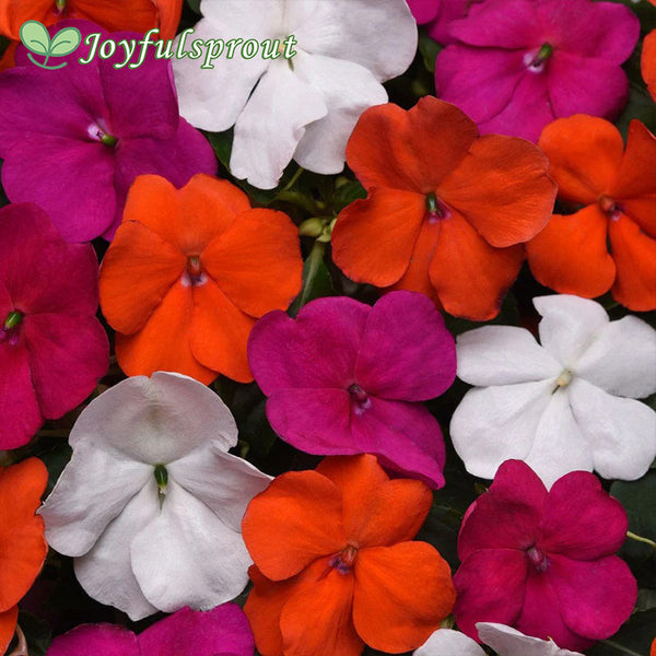 Beacon Lindau Mixture Hybrid Impatiens Seeds