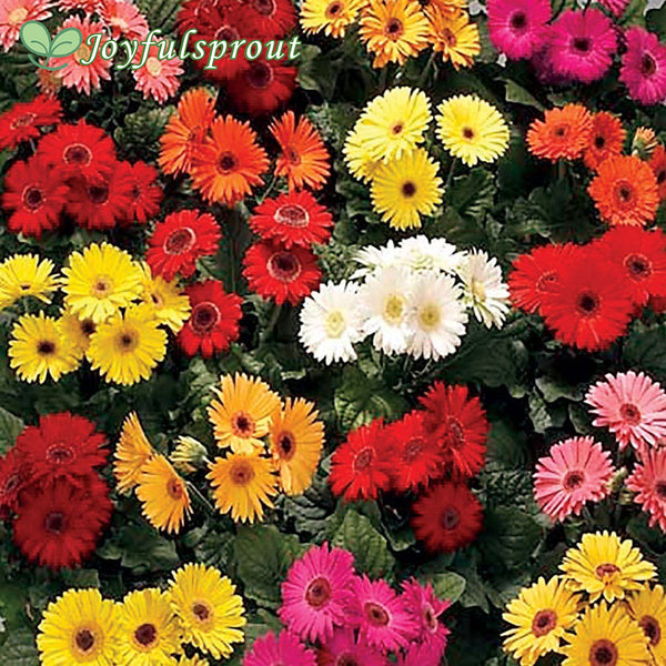 Royal Premium Mix Gerbera Daisy Seeds