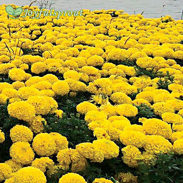 Discovery Yellow Hybrid Marigold Seeds