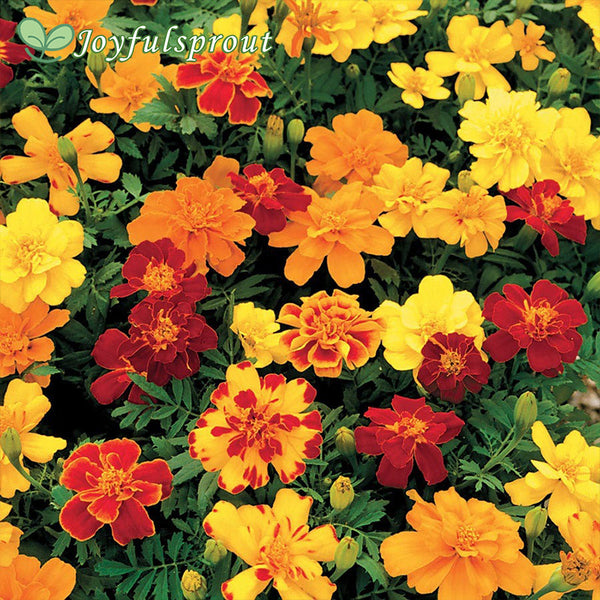 Safari Mix Marigold Seeds