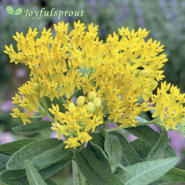 Hello Yellow Butterfly Flower Seeds