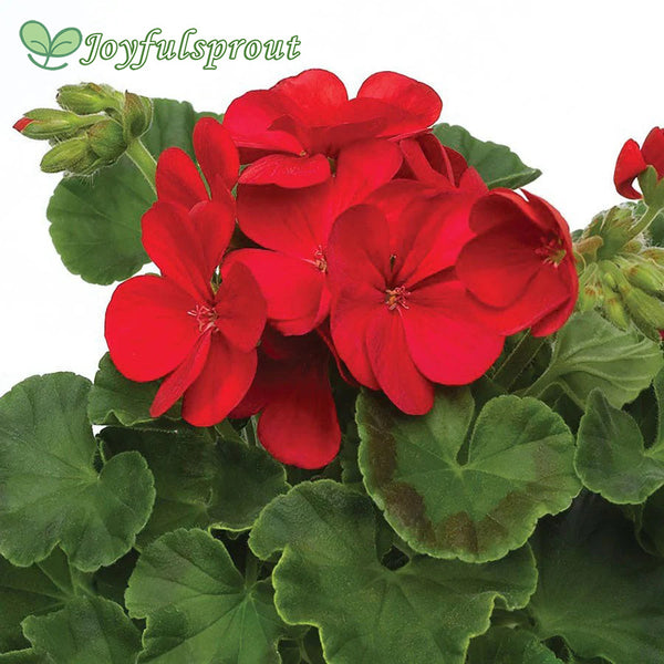 Multibloom Red Hybrid Geranium Seeds