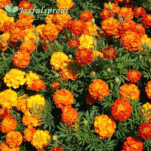 'Sparky Mix' Marigold Seeds