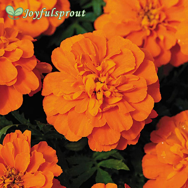 Bonanza Deep Orange Marigold Seeds