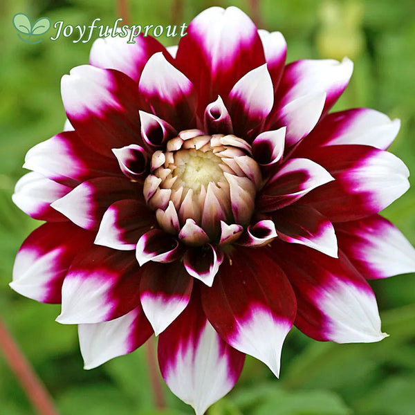 Dahlia Mystery Day Dinner Plate Dahlia Seeds